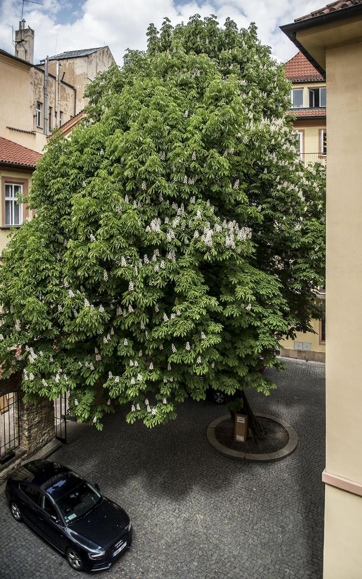 Opitzuv Dum Otel Prag Dış mekan fotoğraf